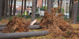 sandy1