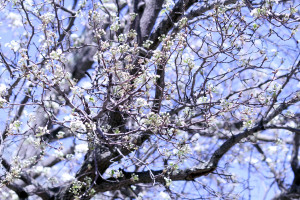 IMG_6617_cl