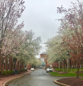 QU_Spring_trees_BobcatWay