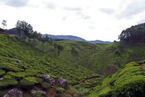 Tea fields in Munnar, India