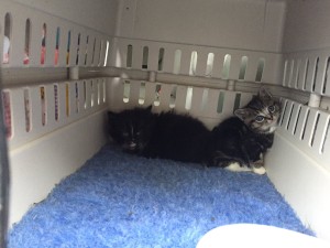 These are the two kittens who were rescued.